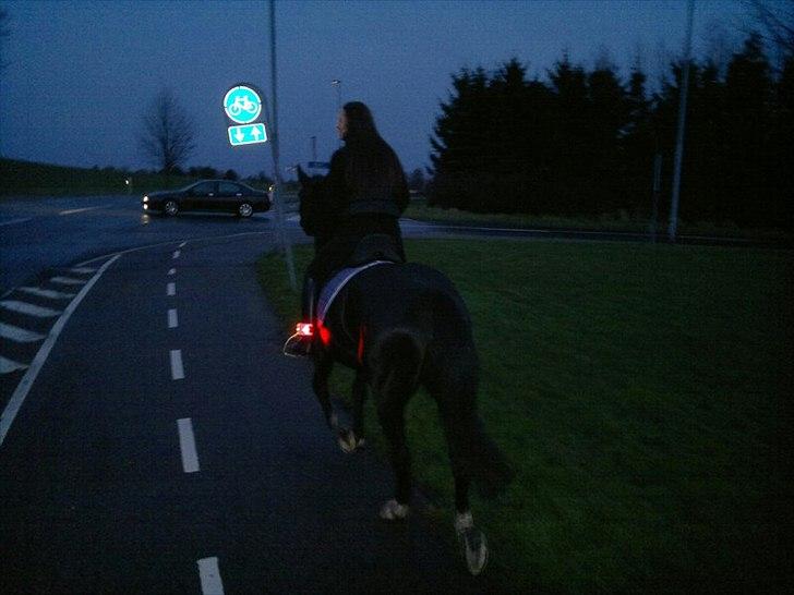 Knabstrupper Fibi (Gry) billede 4