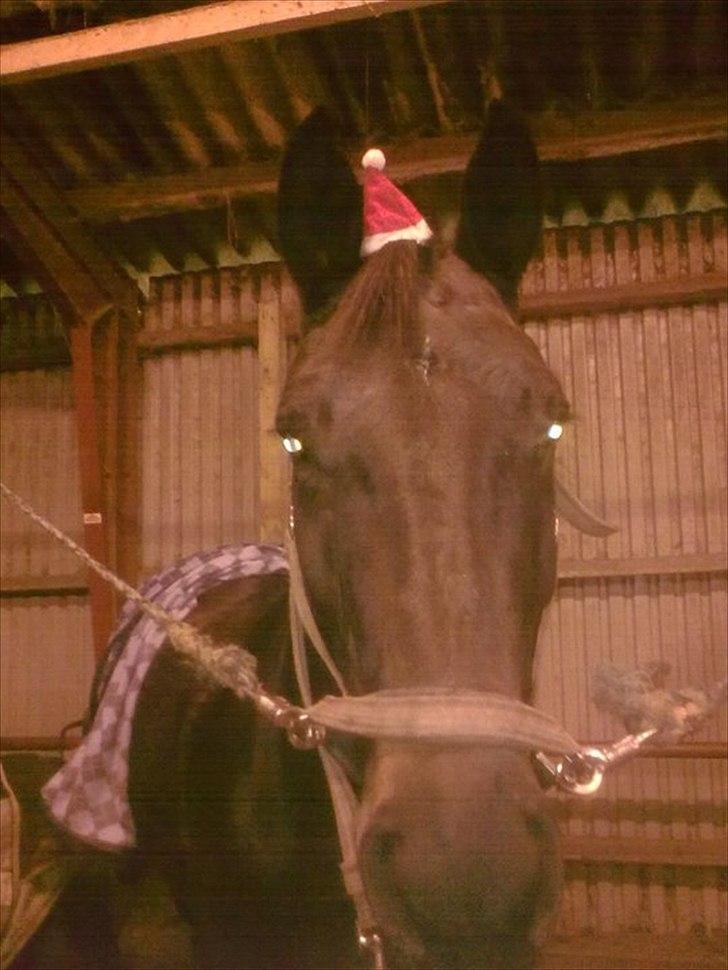 Dansk Varmblod Højvangs Ludin - Lunte klædt ud som julemanden, han skal da også fejre jul :-) billede 4