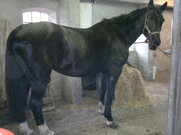 Knabstrupper Fibi (Gry) billede 5