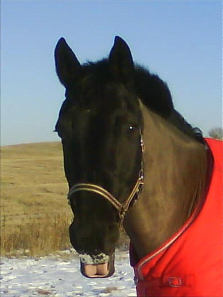 Knabstrupper Fibi (Gry) billede 6