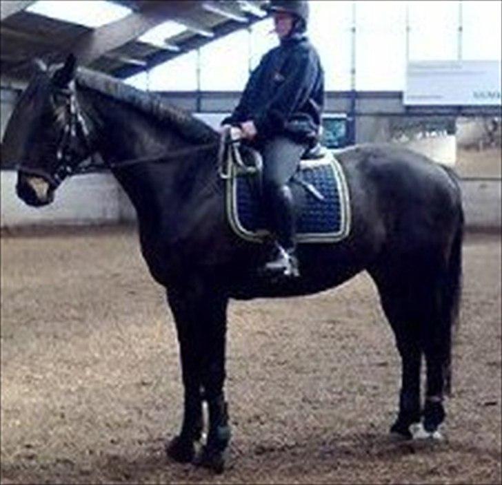 Dansk Varmblod Højvangs Ludin billede 6