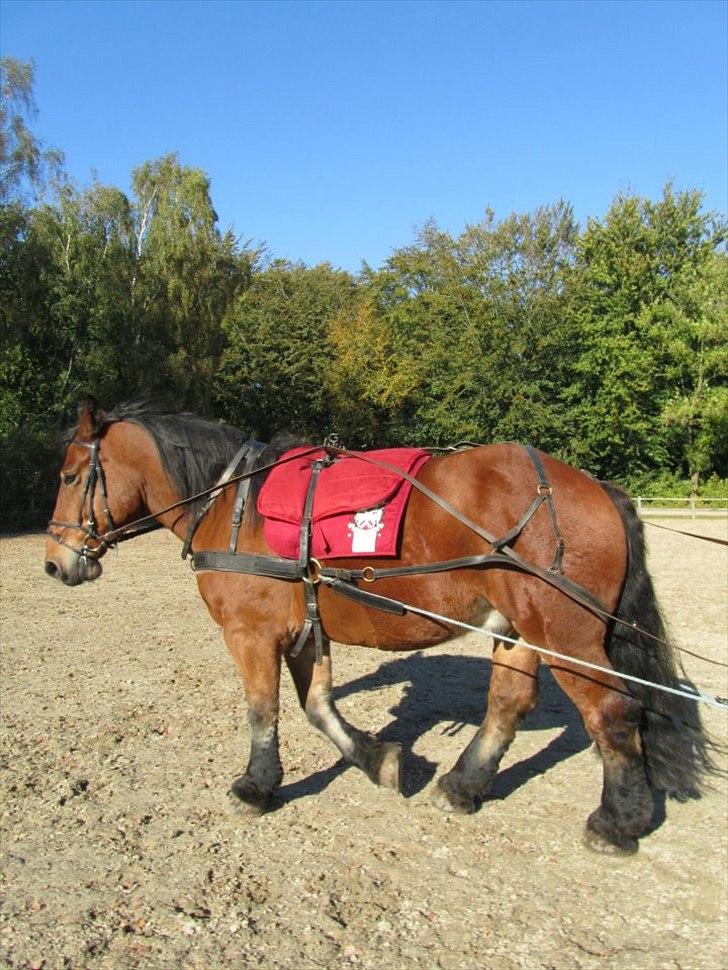 Belgier Stenholmgårds Jeppe billede 5