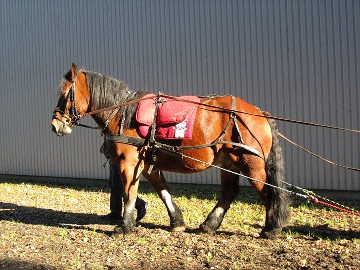 Belgier Stenholmgårds Jeppe billede 6