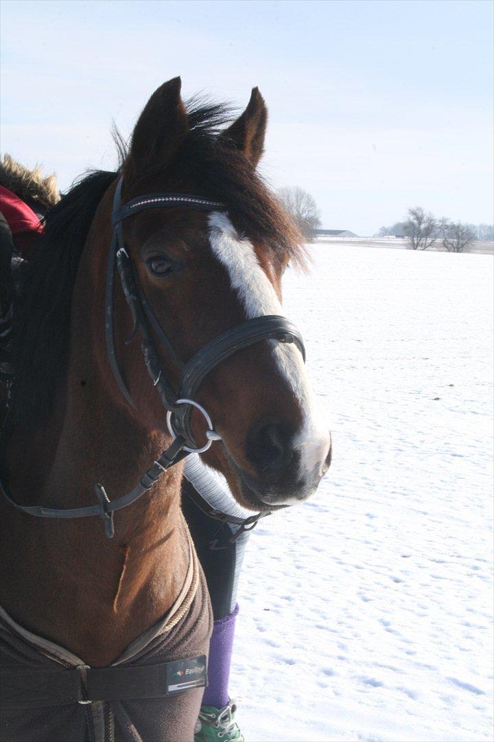 DSP Aavangs robin *RIP* - Smukkeste pony... <3 Foto: Mig billede 18