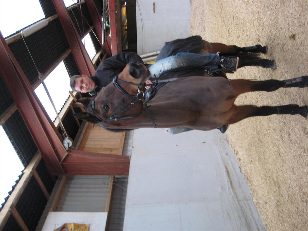 Dansk Varmblod Viekjærsvangs Mae West billede 17