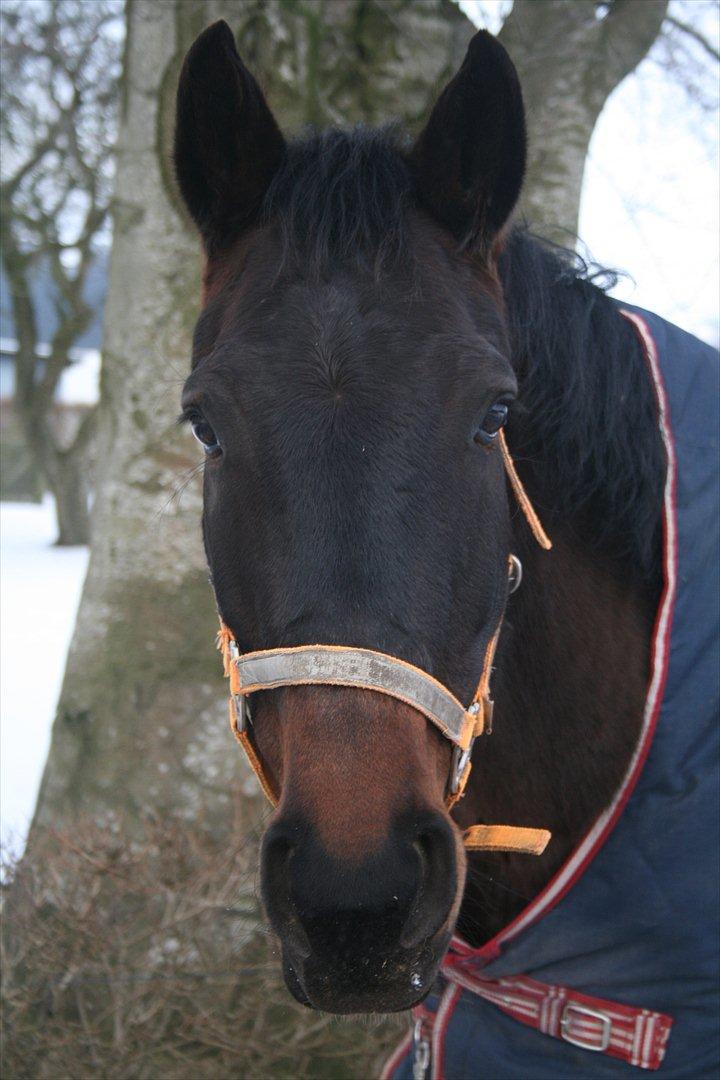 Knabstrupper Bakgårdens Indiana - Februar ´13 billede 7