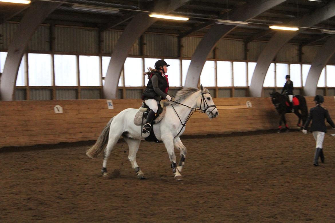 Connemara Duntally Charles <3 - Vildbassen billede 5