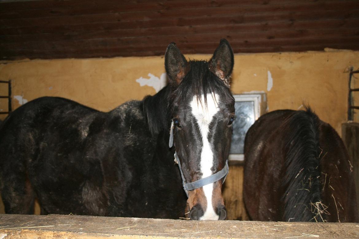 Dansk Varmblod Overgårds Manifique <3 - Velkommen til Manifique (fixens) profil! :) Smukke Fixen i sin og Vibells boks :) billede 1