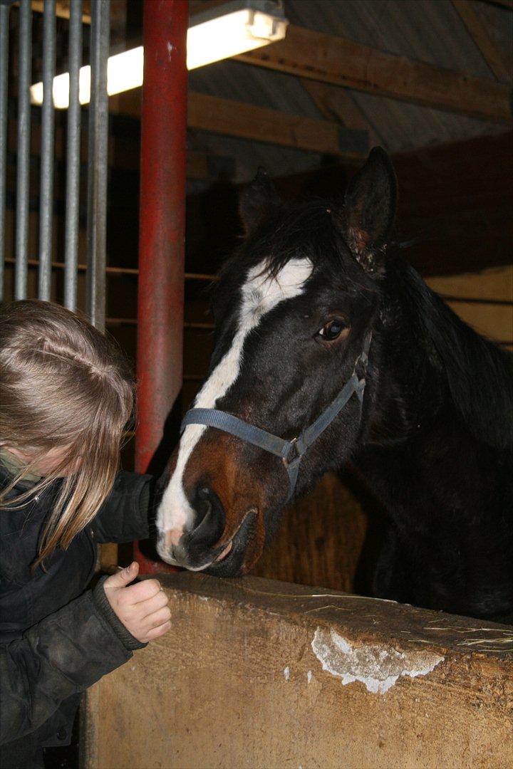 Dansk Varmblod Overgårds Manifique <3 billede 16