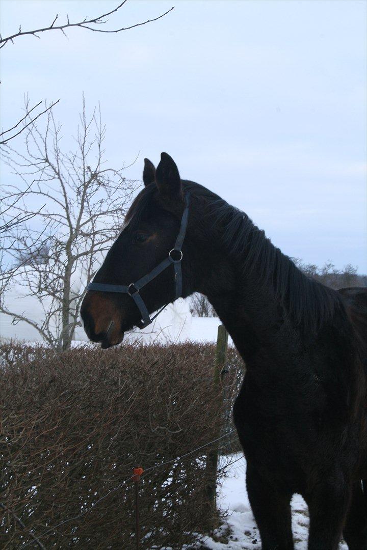 Dansk Varmblod Overgårds Manifique <3 billede 12