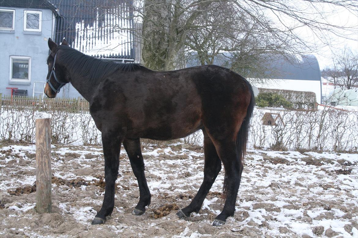 Dansk Varmblod Overgårds Manifique <3 billede 18