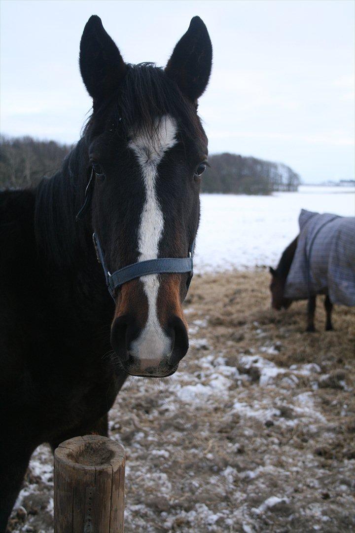Dansk Varmblod Overgårds Manifique <3 billede 6