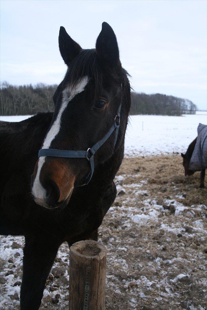 Dansk Varmblod Overgårds Manifique <3 billede 14