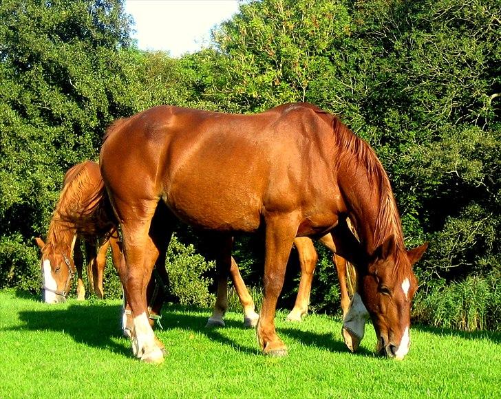 Frederiksborg <3 Skovbækkens Lexi <3 billede 1