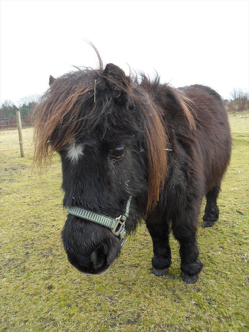 Miniature Stella billede 4