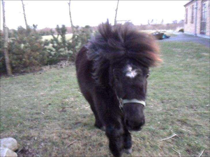 Miniature Stella billede 5