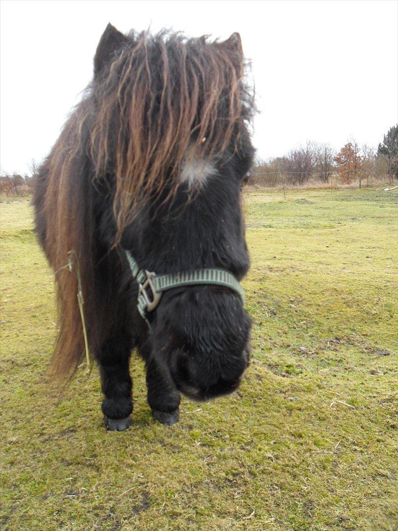 Miniature Stella billede 6