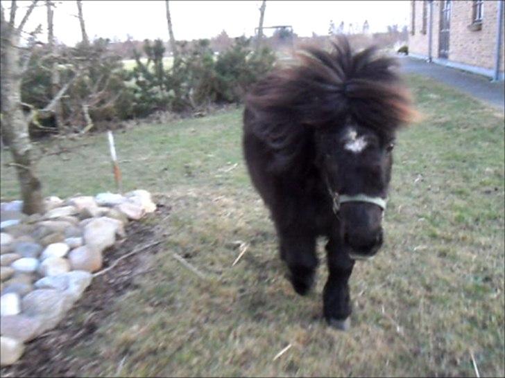 Miniature Stella billede 7