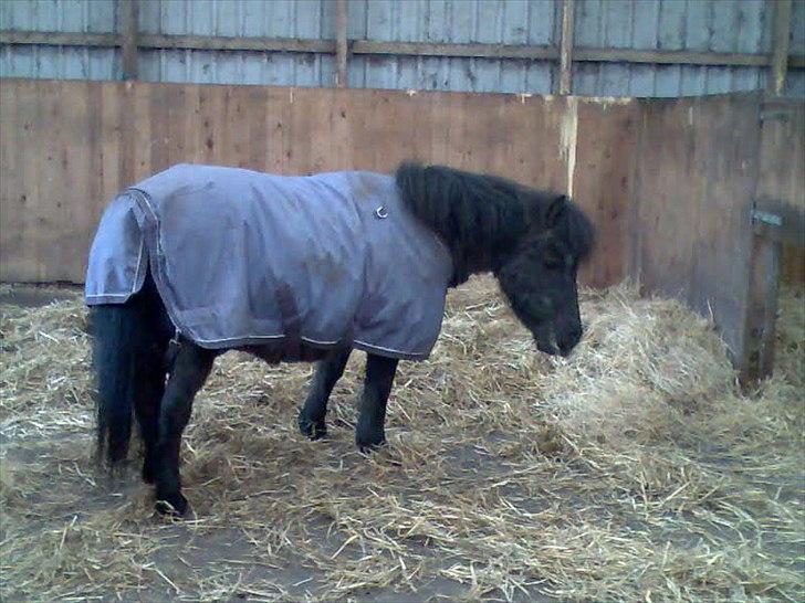 Shetlænder Mascot billede 12