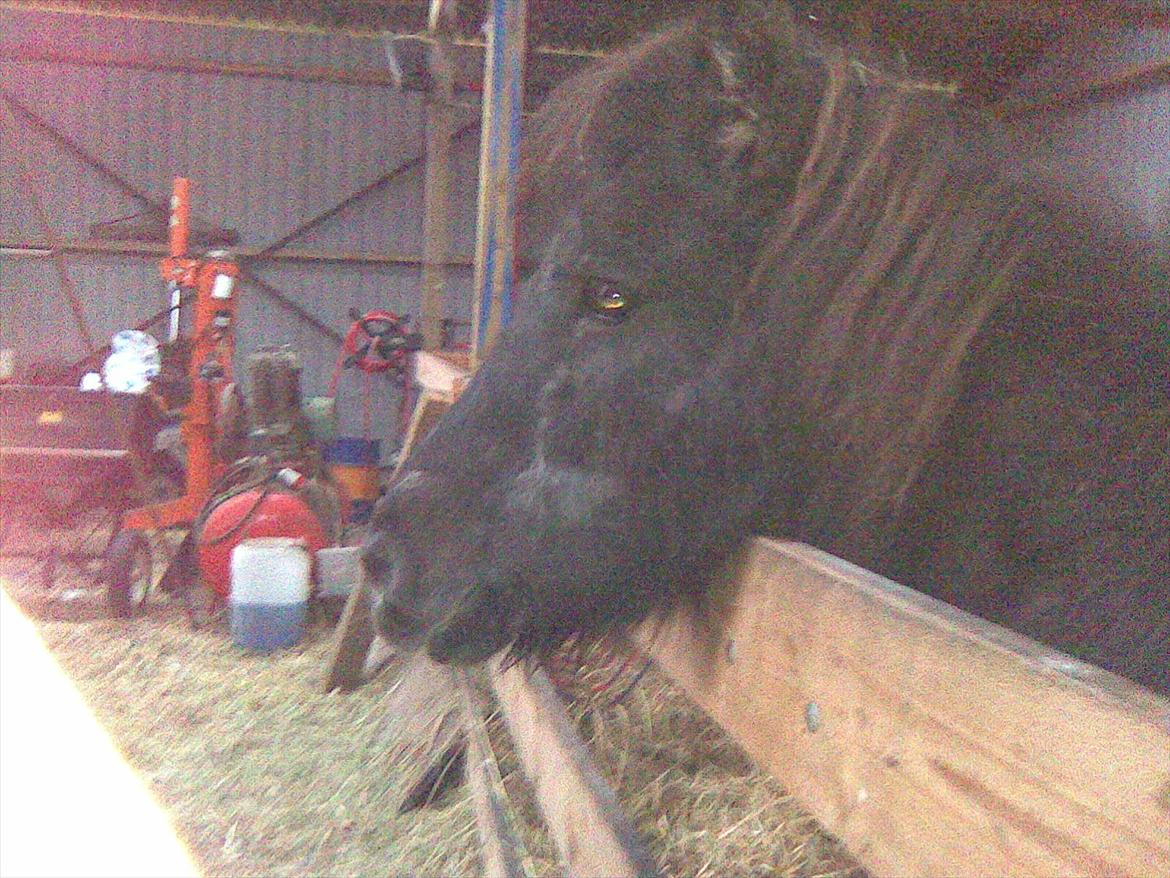 Shetlænder Mascot billede 14