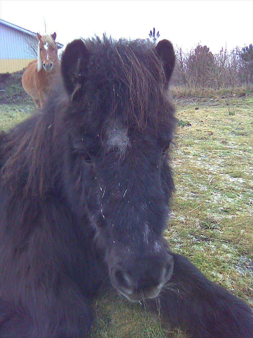 Shetlænder Mascot billede 15