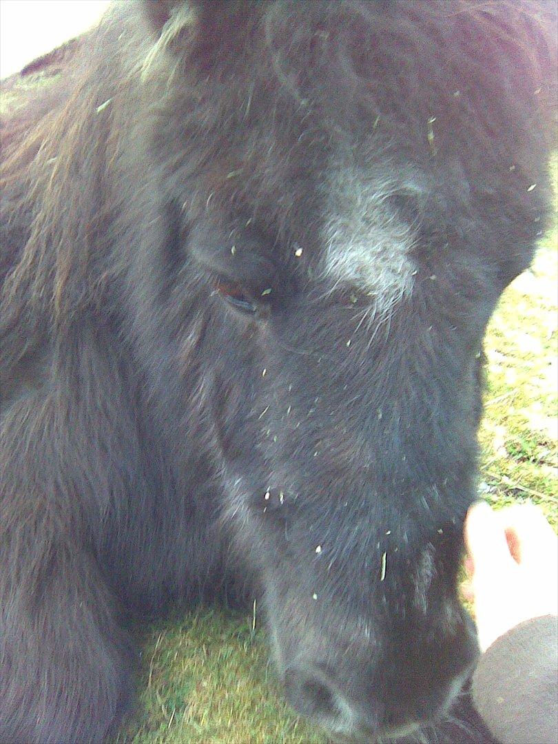 Shetlænder Mascot billede 16