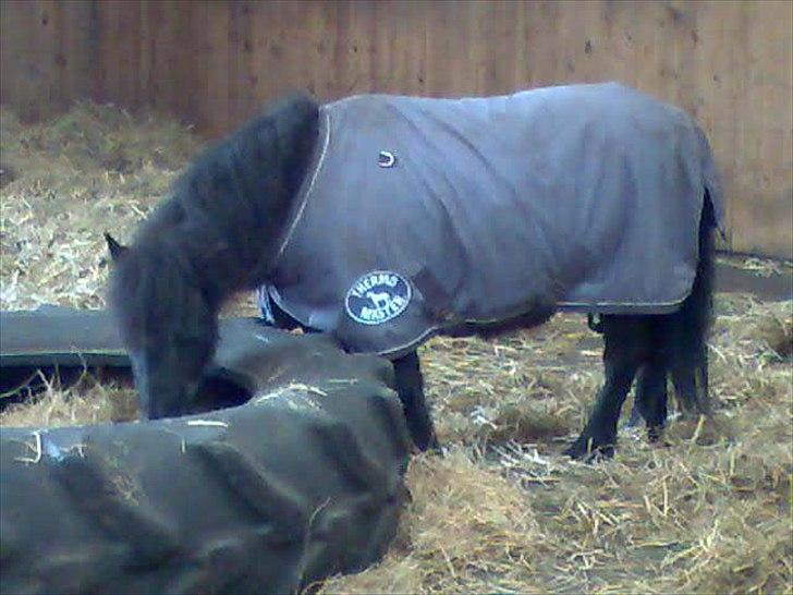 Shetlænder Mascot billede 13