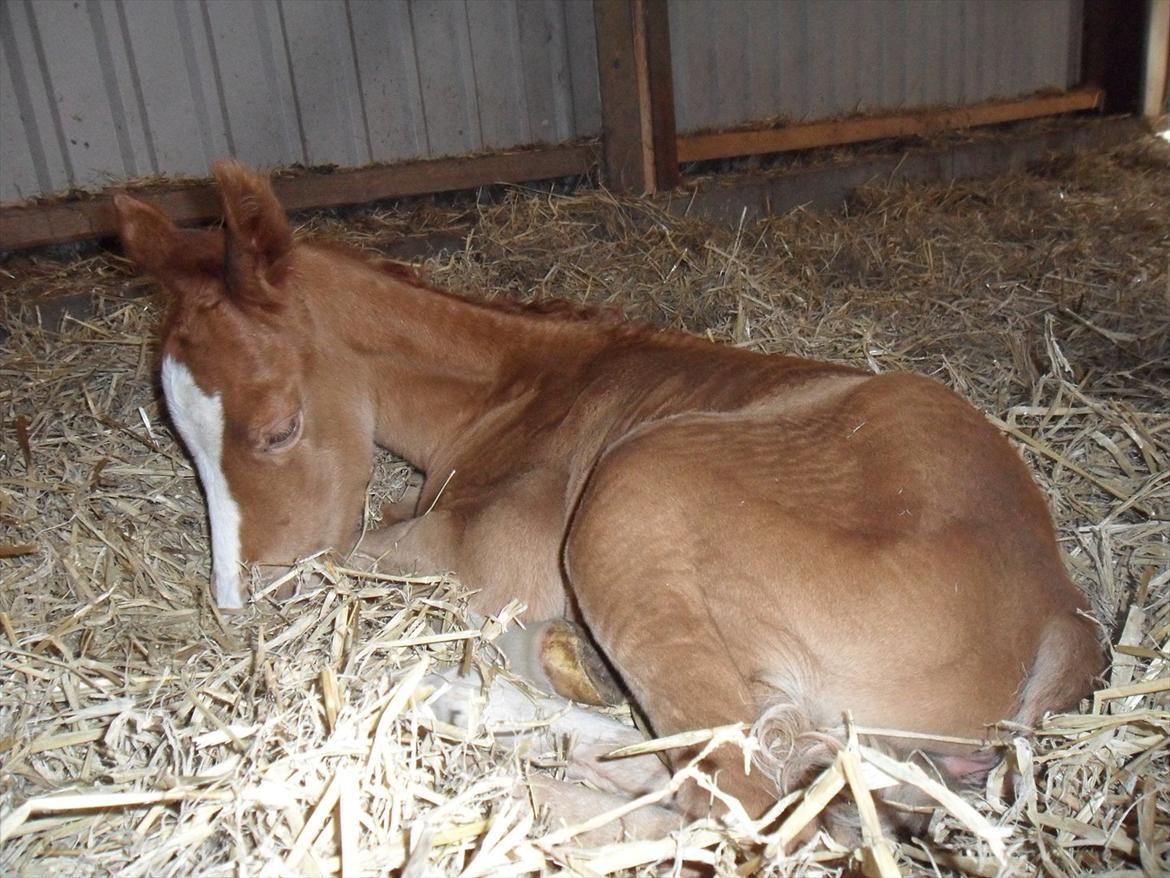 Anden særlig race Liva Bella - Min lille Liva<3 1 dag gammel:D billede 4