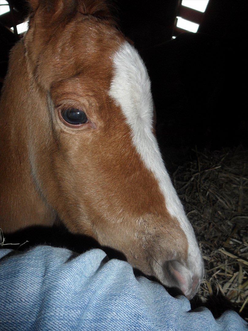 Anden særlig race Liva Bella billede 6