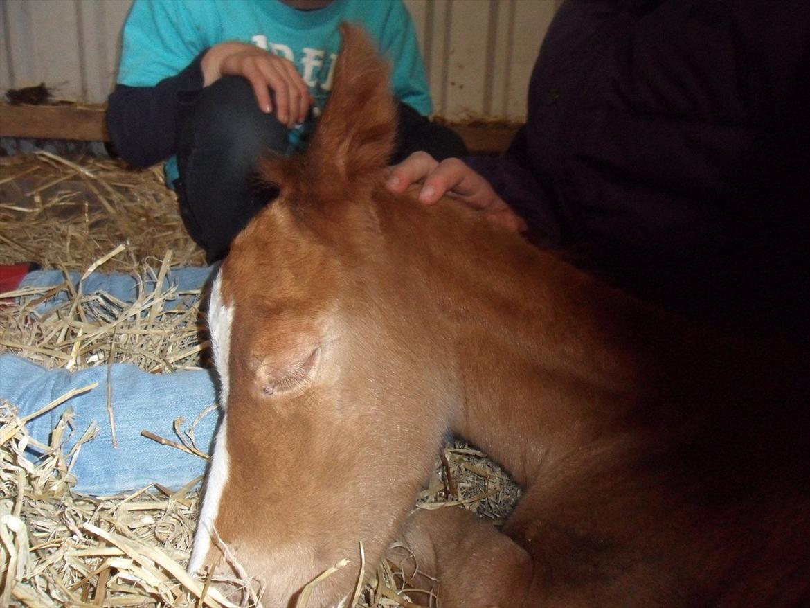 Anden særlig race Liva Bella - AHHH dejligt at blive nusset<3 billede 8