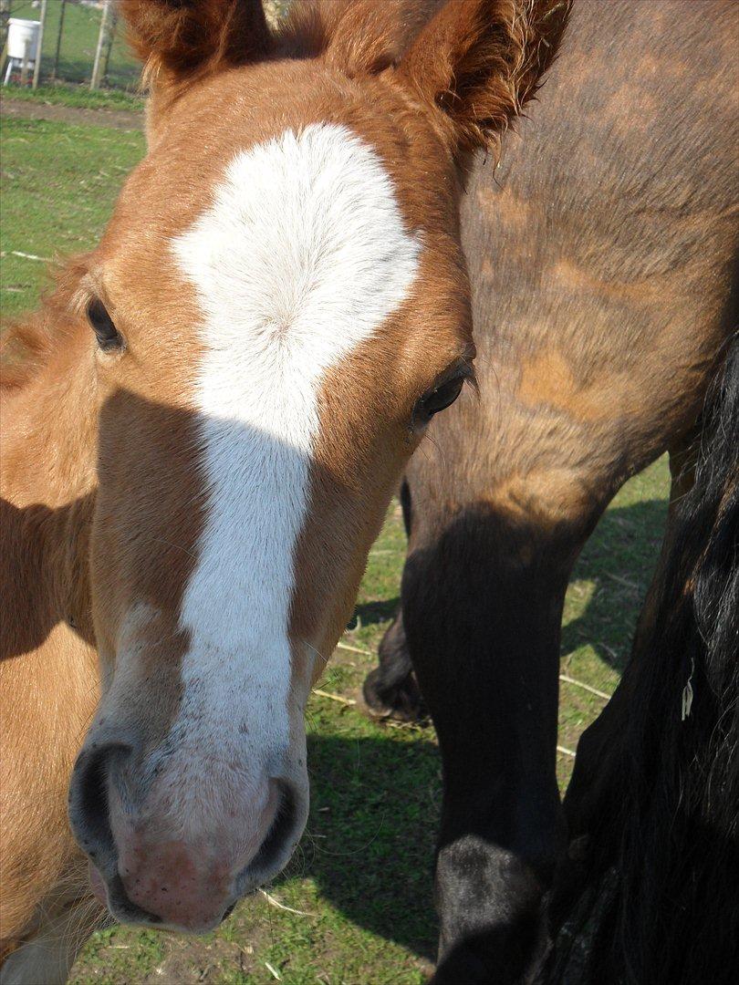 Anden særlig race Liva Bella - Næsten 1 månes gammel;) billede 9