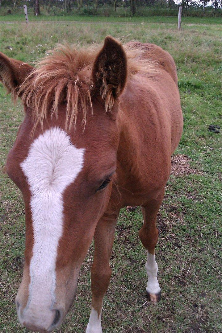 Anden særlig race Liva Bella - 5 måneder:) billede 5