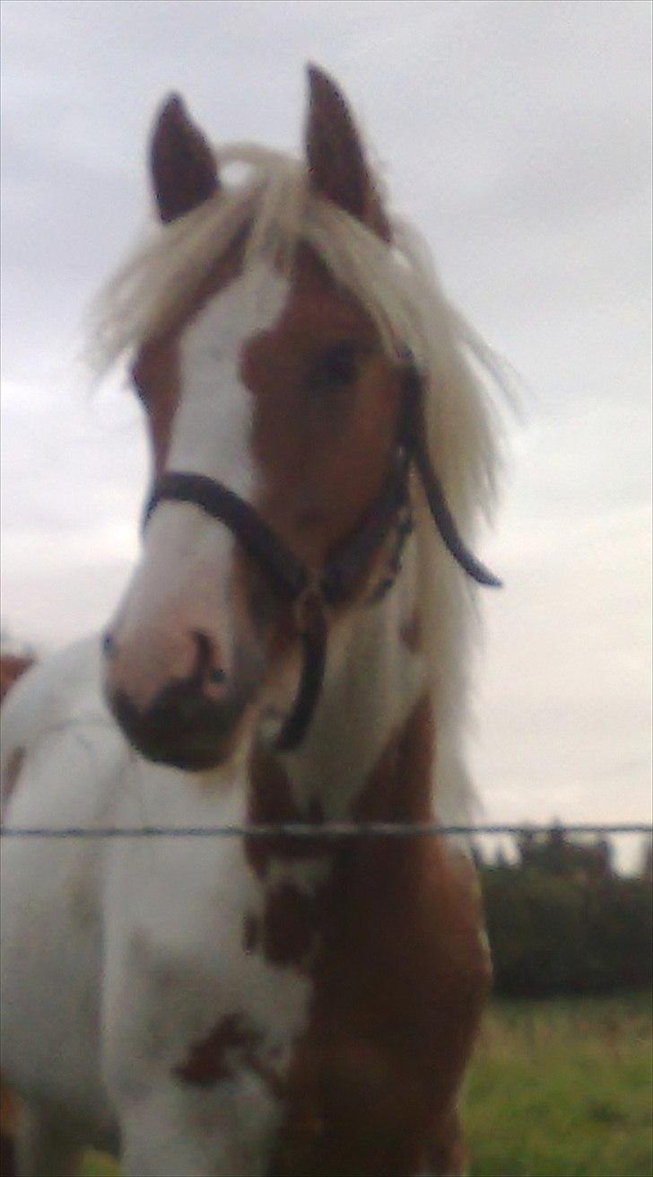 Anden særlig race Mille billede 1