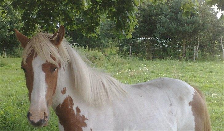 Anden særlig race Mille billede 2