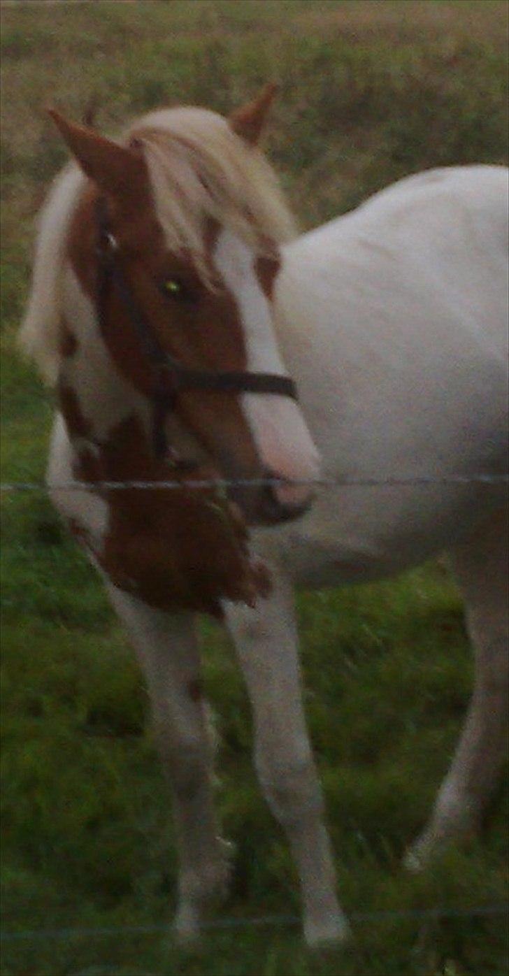 Anden særlig race Mille billede 3