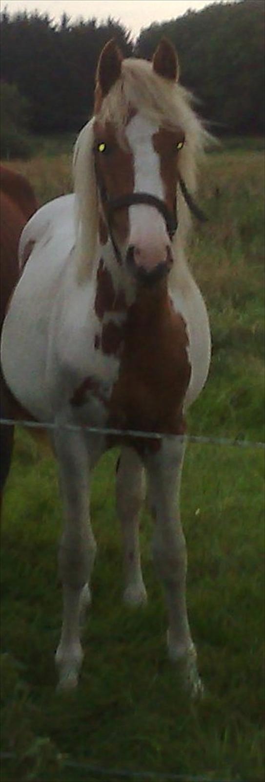 Anden særlig race Mille billede 4