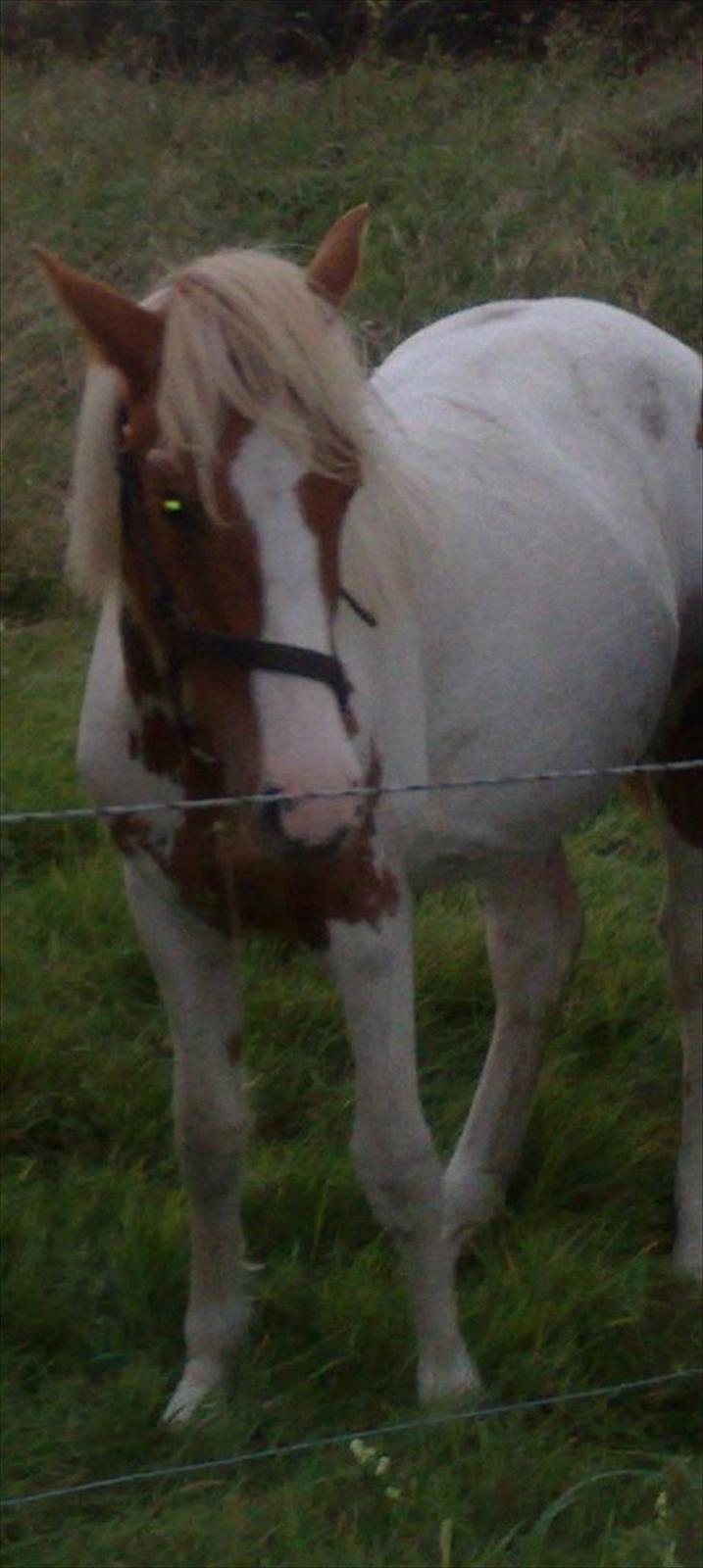 Anden særlig race Mille billede 5