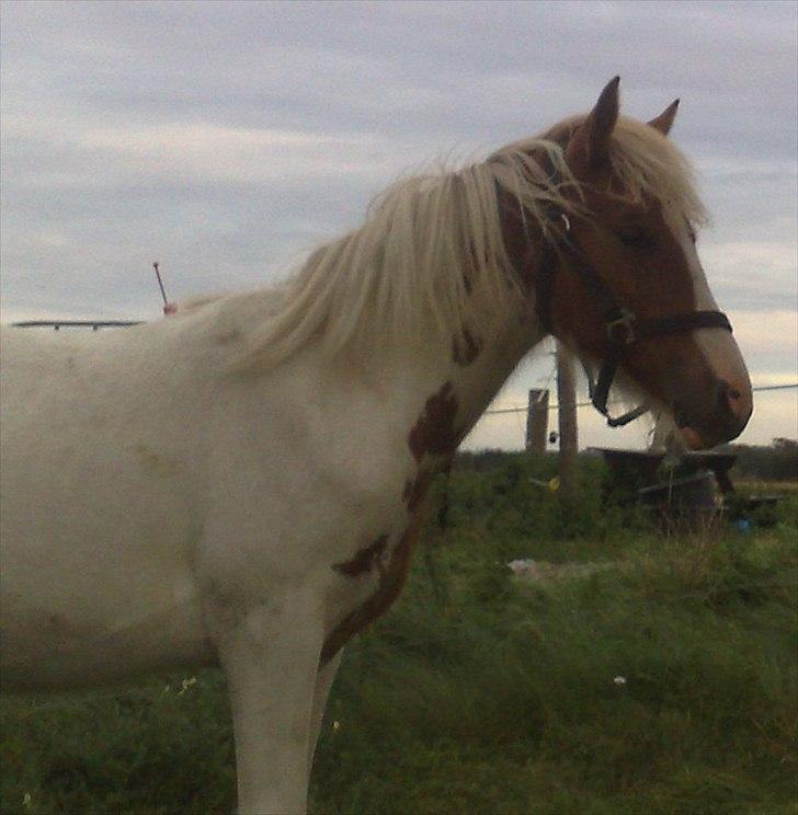 Anden særlig race Mille billede 6