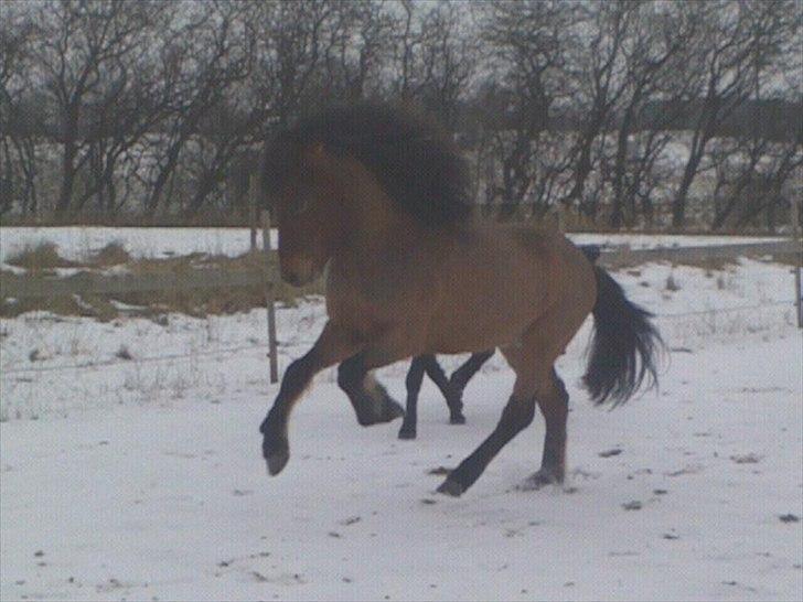 Islænder Ægir fra Toftdal - Februar 2012 billede 2