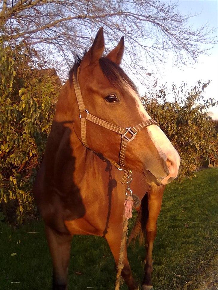 Fuldblod (XX) Final Answer (Aleksander) billede 2