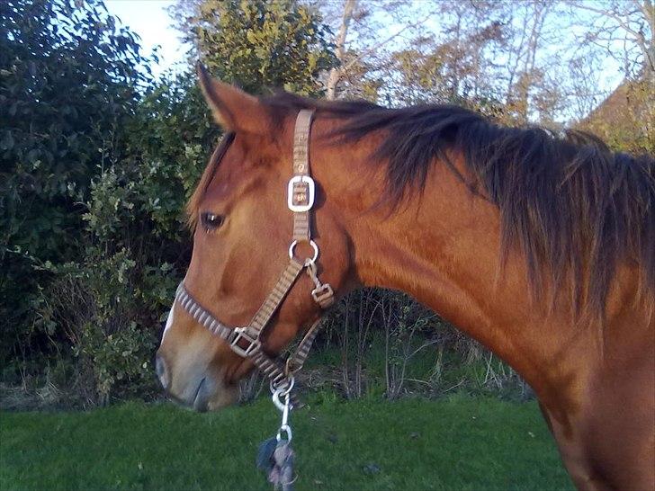 Fuldblod (XX) Final Answer (Aleksander) billede 4