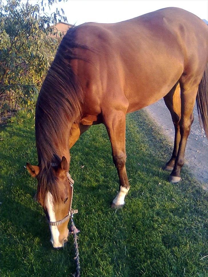 Fuldblod (XX) Final Answer (Aleksander) billede 19