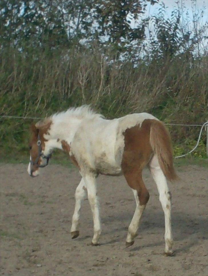 Anden særlig race Mille billede 7