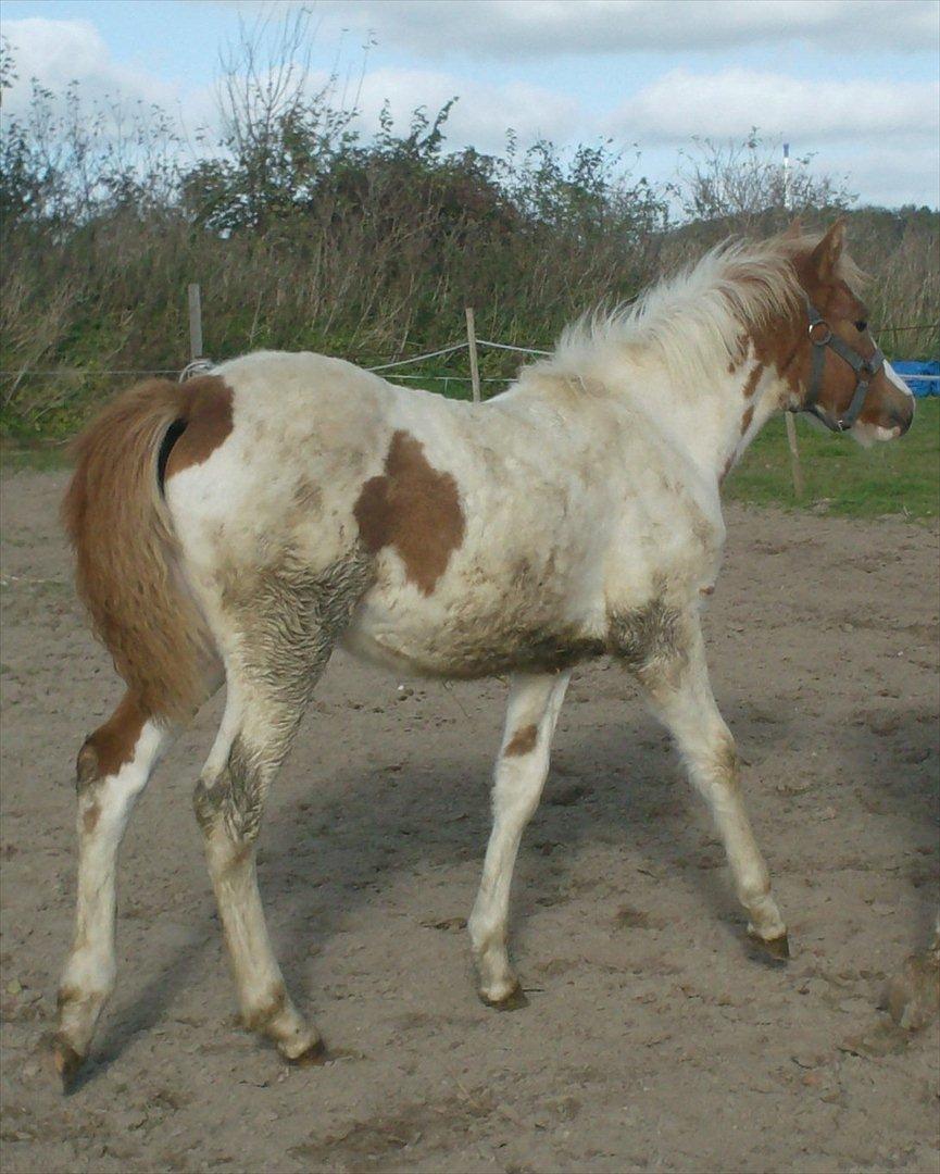 Anden særlig race Mille billede 8