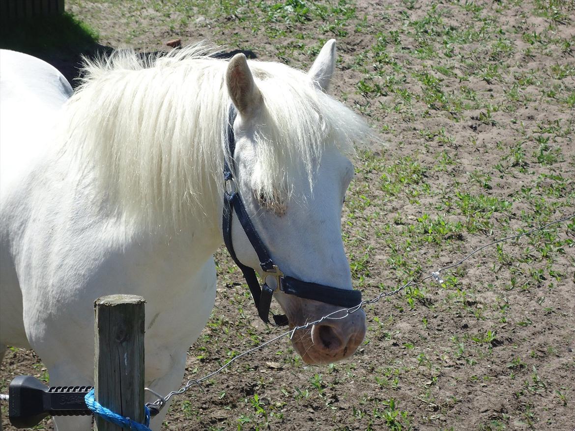 Knabstrupper Prins - Sommer 2011
Fotograf - Mig <3 billede 1