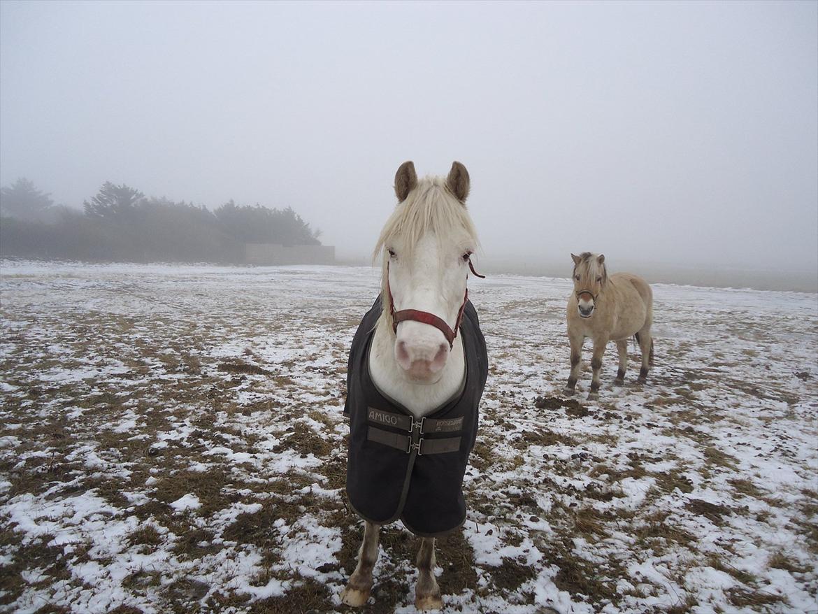 Knabstrupper Prins - viner-2010
Fotogarf - Mig billede 2