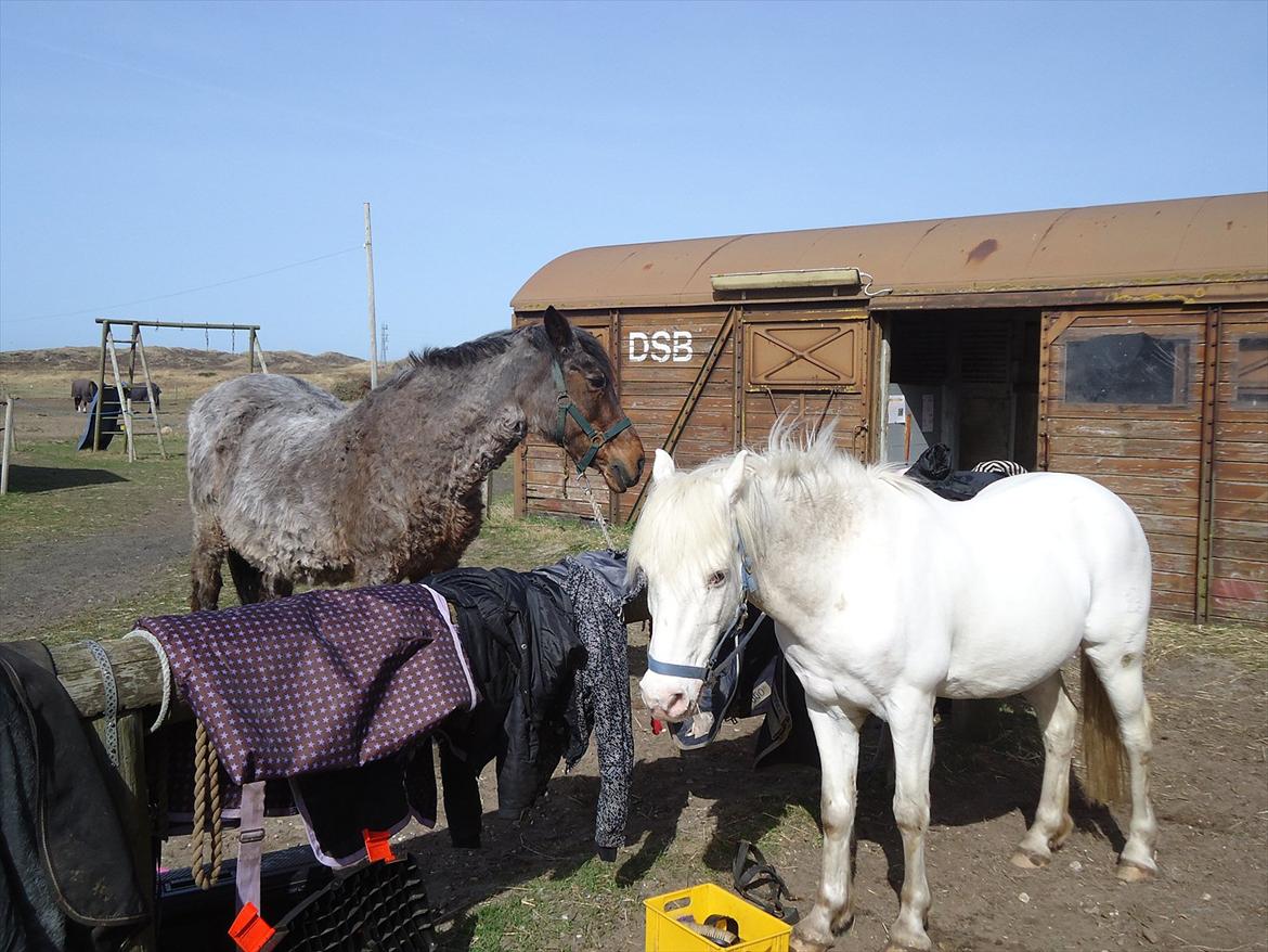 Knabstrupper Prins - sommer 2011
Fotograf - Mig <3  billede 3
