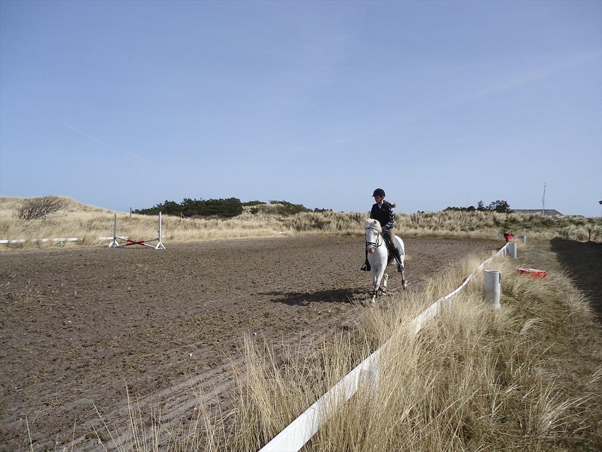 Knabstrupper Prins - Sommer 2011
Fotograf - Julia <3 billede 4