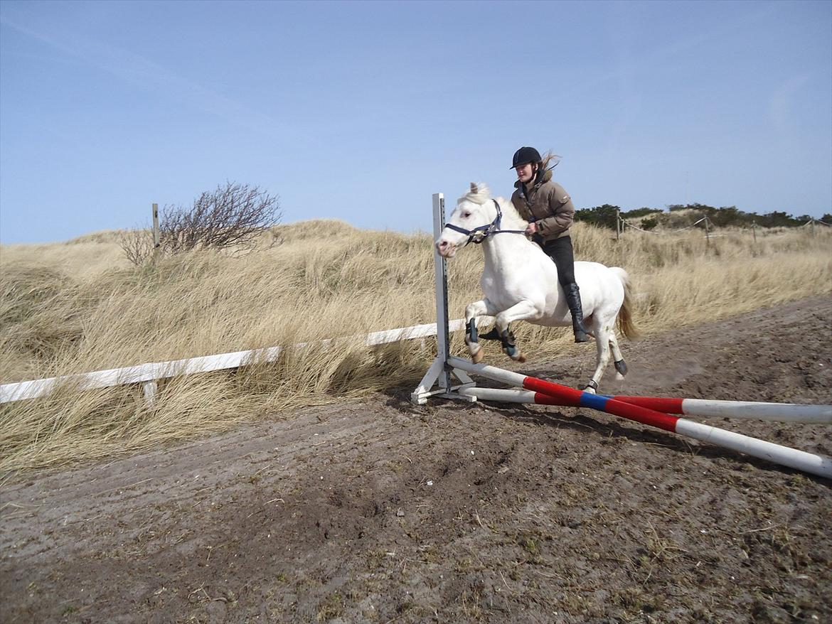 Knabstrupper Prins - Sommer 2011
Fotograf - Julia
Da Nanna prøvede Prins <3 billede 5