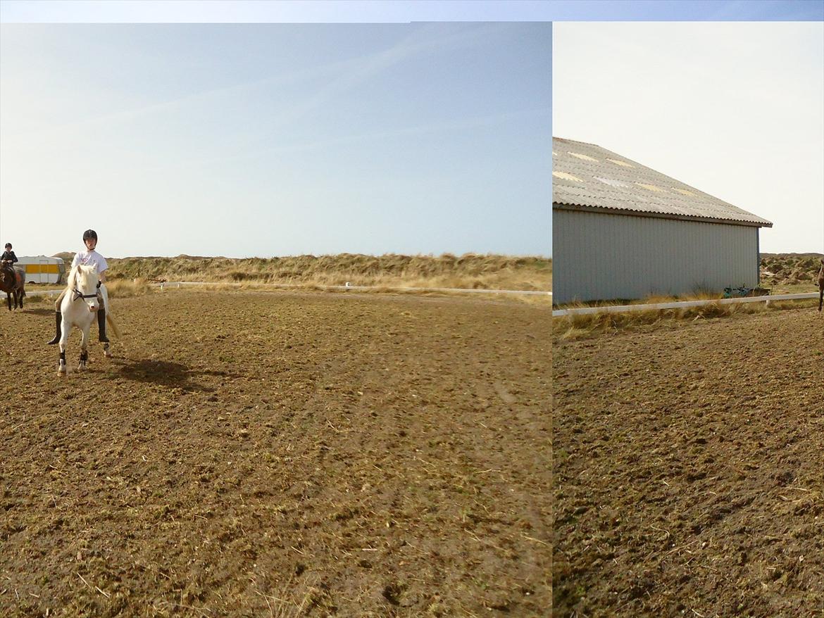 Knabstrupper Prins - Sommer 2011
Fotogarf - Julia billede 7